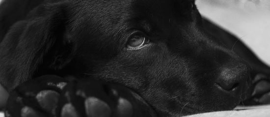 Scammers use an invented dog to get to their victims money.